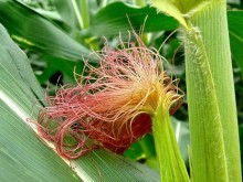 Uống râu ngô tốt cho thận