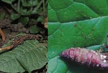 Đông Trùng Hạ Thảo là gì