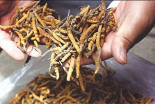 Đơn thuốc đông trùng hạ thảo