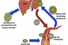 Triglyceride